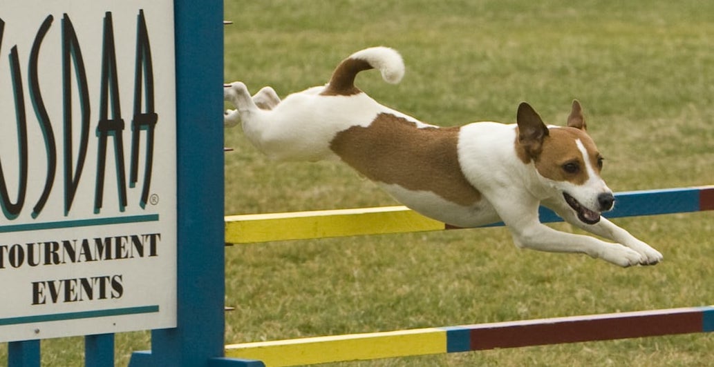 Dasher_HMB_dog_agility