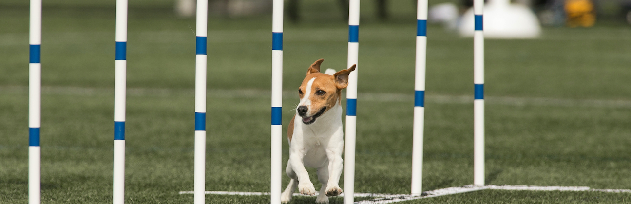 Dasher_weaves_HMB_dog_agility