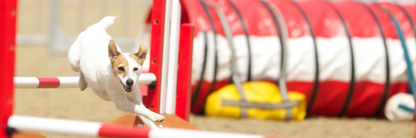Zip_header_HMB_dog_agility