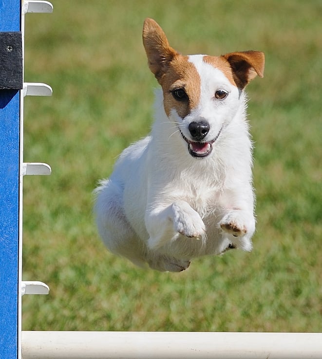 Zip_one_up_one_down_HMB_dog_agility