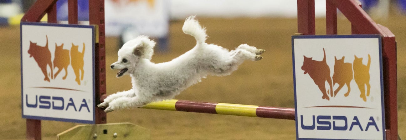 roxy_jump_HMB_dog_agility